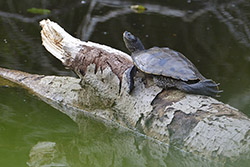 skildpadden